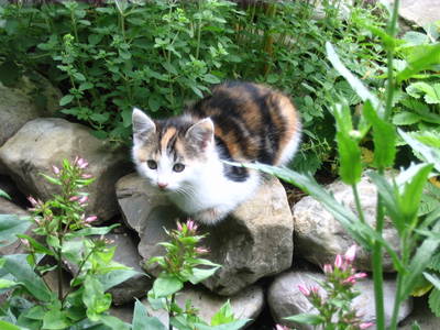 Bild 16 aus  Bauernhoferlebnis Lindenhof