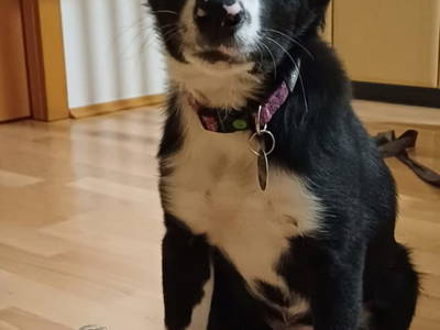 Bild 21 aus  Hof im Feld