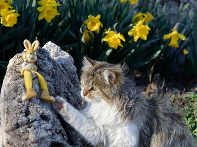 Bild 67 aus  Panoramahof am Goldberg