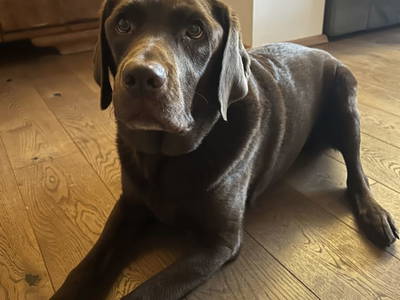 Bild 61 aus  Bio-Hof Lexmühle