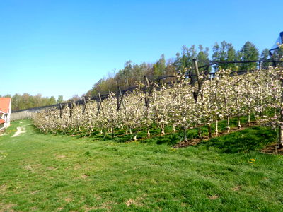 Bild 45 aus Apfelhof
