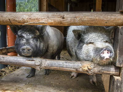 Bild 5 aus  Kesslerhof