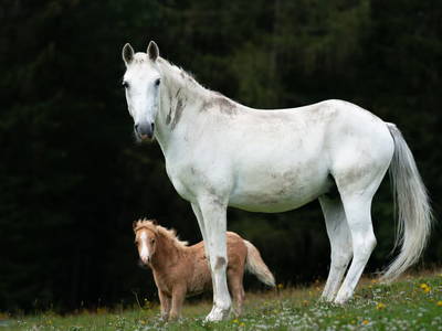 Bild 101 aus  Grossa Hütten