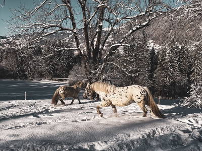 Bild 250 aus  Kinderbauernhof Maurachhof