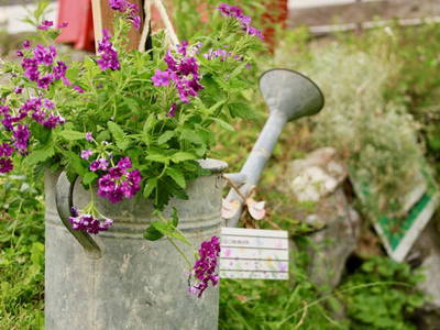 Bild 4 aus  Schalkler