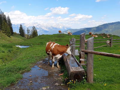 Bild 181 aus  Erbhof Hinterrain