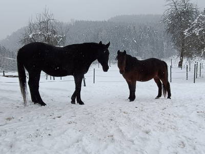 Bild 133 aus  Biohof Viertl