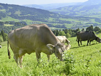 Bild 19 aus  UNSER VORSÄSS - Klausberg