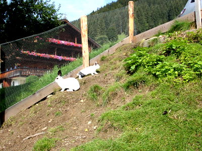 Bild 27 aus Alsten