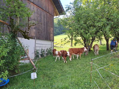 Bild 12 aus  Obergrünwaldgut