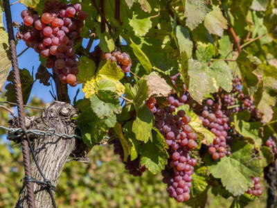 Bild 116 aus  Winzerhof Küssler, Weinviertel