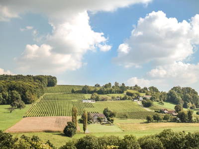 Bild 49 aus  Weingut Krispel