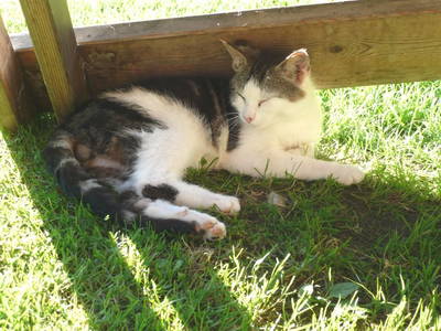 Bild 87 aus  Hacklbauer