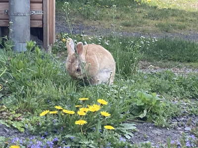 Ostern naht; es gibt noch freie Wohnungen