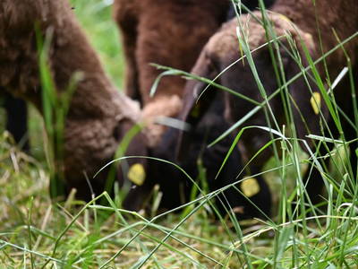 Bild 10 aus  Ferienwohnung Feistritzer Holdernig