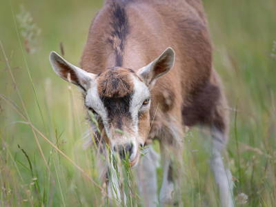 Bild 122 aus  Bio Bauernhof Landhaus Bender Ferienhaus Kellerstöckl