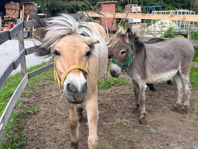 Bild 79 aus  Sachsenbucherhof