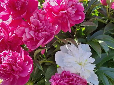 Bild 21 aus  Voithof