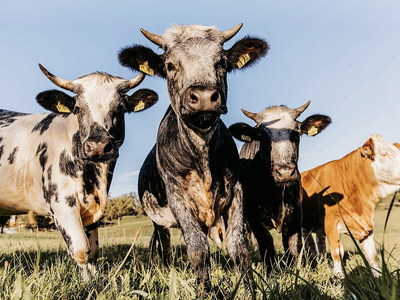 Bild 18 aus  Streuobst Chalets