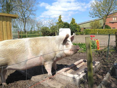 Bild 5 aus  Ferienhof Rudolf Becker Haus Liebevoll