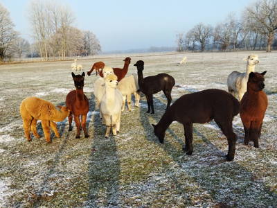 Bild 11 aus  Tiny House trifft Alpaka-Traum – Natururlaub mal anders!