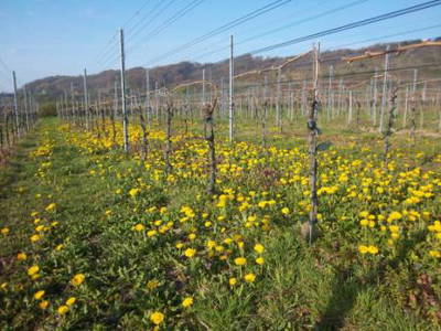 Bild 14 aus  Winzerhof