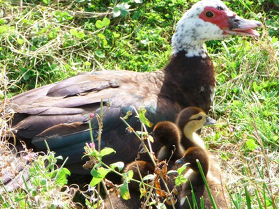 Bild 9 aus  Ferienhof Dingeldey