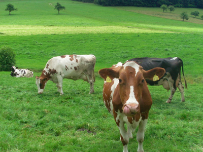 Bild 21 aus  Ramsteinerhof