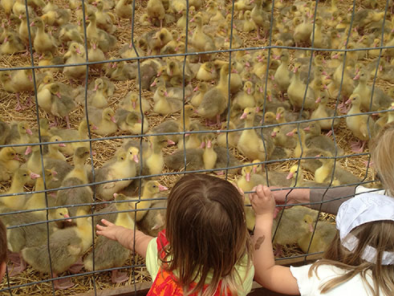 Bild 19 aus  Bauerngut Schiefelbusch