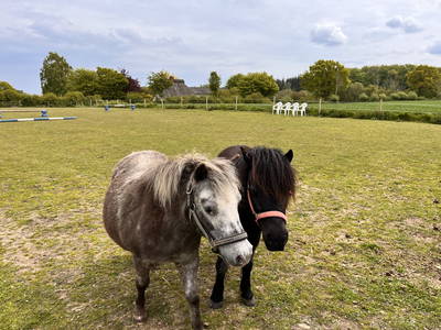 Bild 63 aus  Ferienhof Sell Bauernhofurlaub Ostsee Ponys