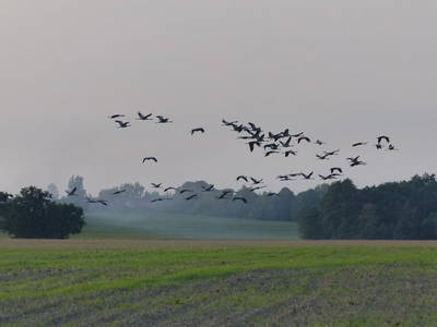 Bild 33 aus  Grenzer Ökohof