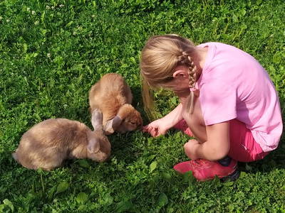 Bild 11 aus  Ratscheinerhof