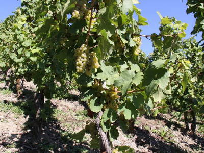 Bild 20 aus  Ferres Weingut