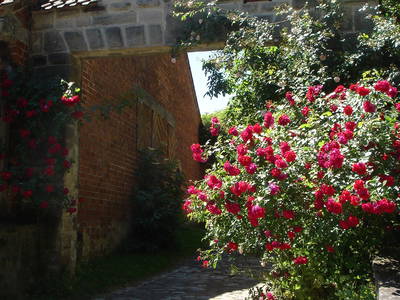 Herzlich Willkommen unter Rosen