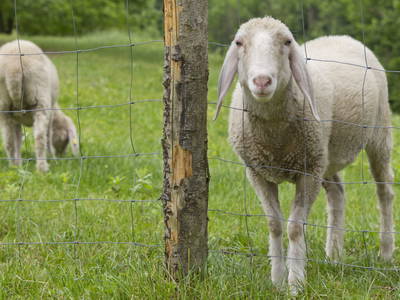 Bild 39 aus  LandSelection Gut Grasleiten