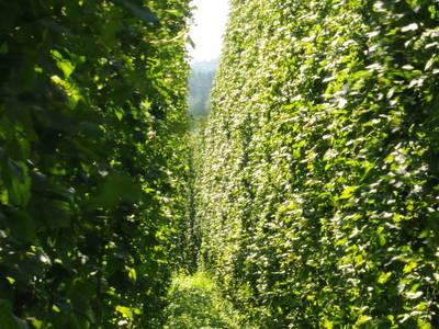 Hopfenfeld kurz vor der Ernte