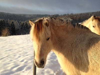 Bild 6 aus  Hof Altasilva - Rosenhof