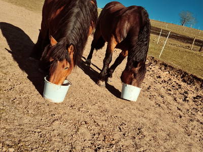 Bild 25 aus  Ferienhaus Schilz