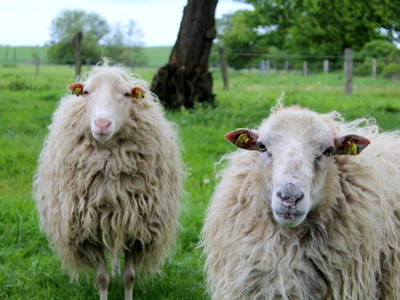 Schafe Ernie und Bert