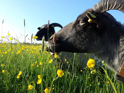 Bild 19 aus  Ferienhof Neudeck