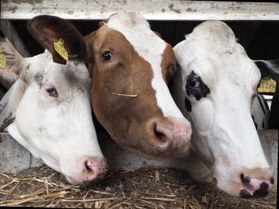 Bild 2 aus  Cohrshof