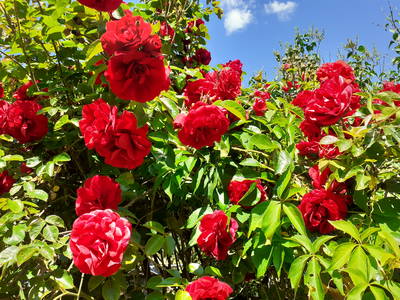 Bild 20 aus  Neulandhof-Spöring