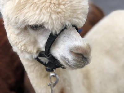 Bild 8 aus  Ferienbauernhof Voß