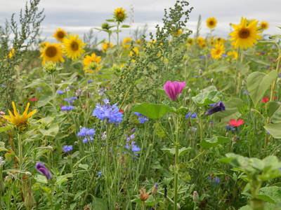 Bild 13 aus  Rouvenhof