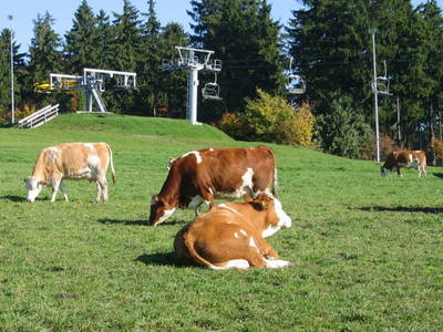 Bild 7 aus  Vogtlandhof Hohe Reuth