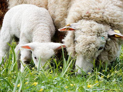 Bild 26 aus  Ferienhof   Witte Haubarg                -  2025 Beliebtester Ferienhof für Familienurlaub