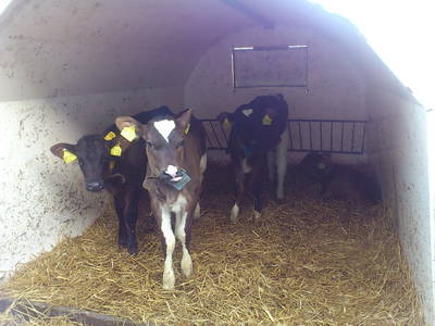 Bild 8 aus  Ferienhof Jansen