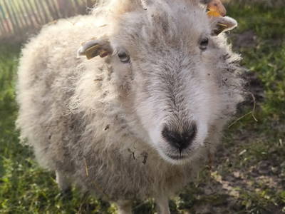 Bild 28 aus  Hof in de Wisch - Natur-Erlebnishof für Neugierige