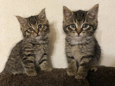 Bild 14 aus  Ferienhof Allgäumoos