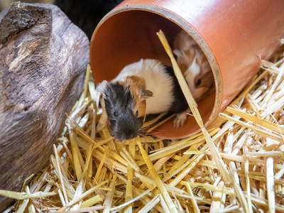 Bild 13 aus  LINDENHOF- BAUERNHOFURLAUB / OSTSEENÄHE